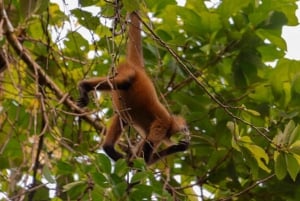 Motorboat Tour in Tortuguero National Park **BEST SELLER**