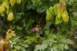 Motorboat Tour in Tortuguero National Park **BEST SELLER**