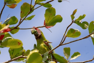 Motorboot Tour im Tortuguero National Park **BEST SELLER**