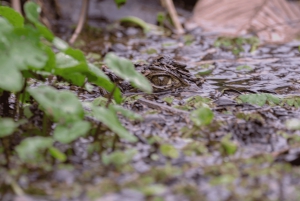 Motorboot Tour im Tortuguero National Park **BEST SELLER**