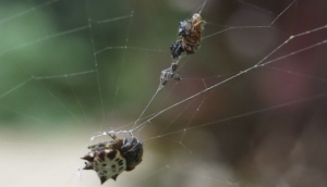 Mundo de los Insectos