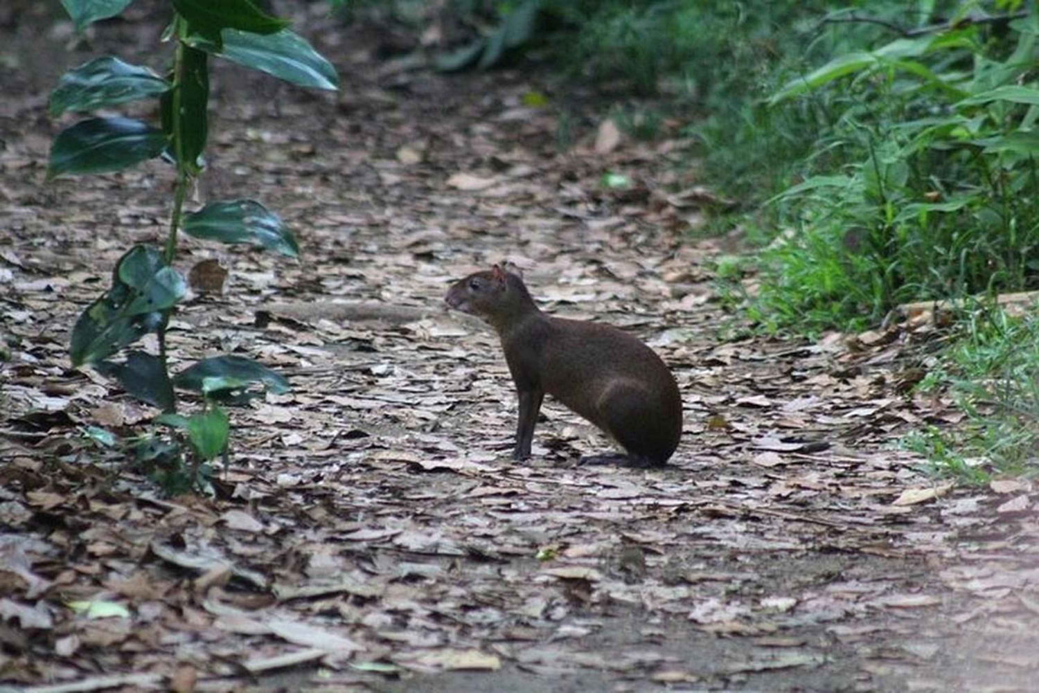 Mystical Walk – Jaguar Trail, Tortuguero National Park
