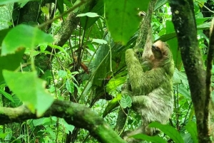 Mystical Walk – Jaguar Trail, Tortuguero National Park