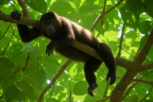 Mystical Walk – Jaguar Trail, Tortuguero National Park