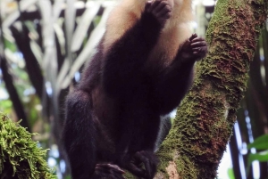 Mystical Walk – Jaguar Trail, Tortuguero National Park