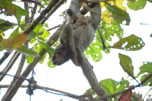 Nauyaca Cały dzień
