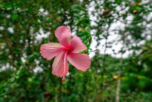 Cascata di Nauyaca: navetta, biglietto per il parco e pranzo