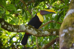Cascata di Nauyaca: navetta, biglietto per il parco e pranzo