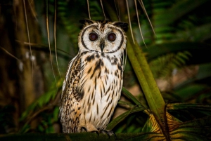 Manuel Antonio: Nocne safari po namorzynach - wycieczka łodzią z kolacją