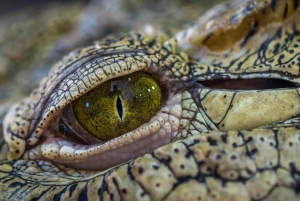 Manuel Antonio: Nacht Mangrove Safari Rondvaart met Diner