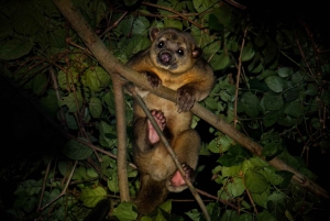 Manuel Antonio : Visite nocturne en bateau du safari de la mangrove avec dîner