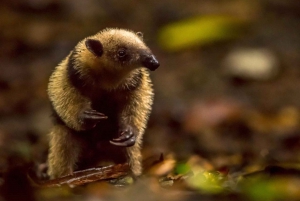 Manuel Antonio : Visite nocturne en bateau du safari de la mangrove avec dîner