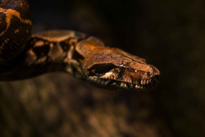 Manuel Antonio: Nacht Mangrove Safari Rondvaart met Diner