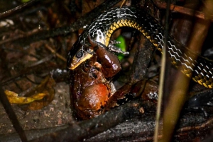 Manuel Antonio : Visite nocturne en bateau du safari de la mangrove avec dîner