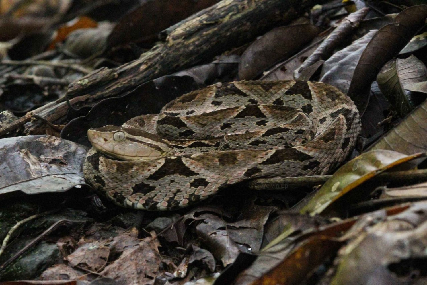 Visite nocturne guidée à Uvita