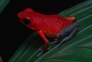 Visite nocturne guidée à Uvita