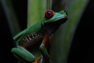 Visite nocturne guidée à Uvita