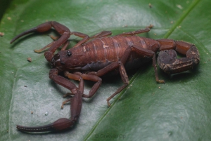 Visite nocturne guidée à Uvita