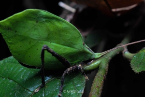 Visite nocturne guidée à Uvita