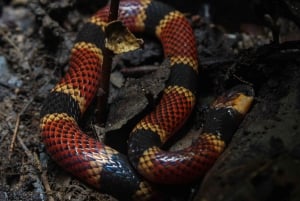 Visite nocturne guidée à Uvita