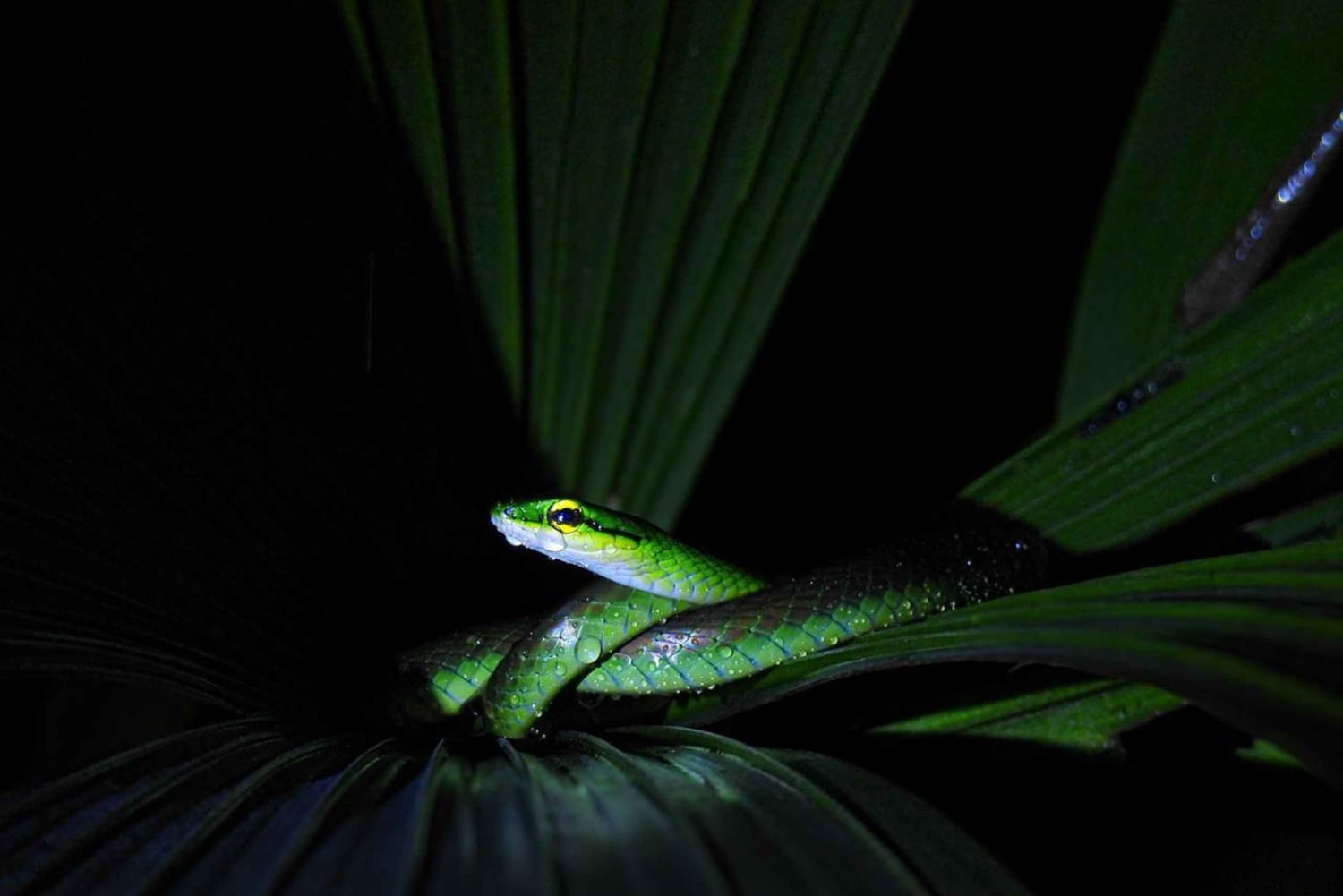 Tour Nocturno en las faldas del Volcan Tenorio