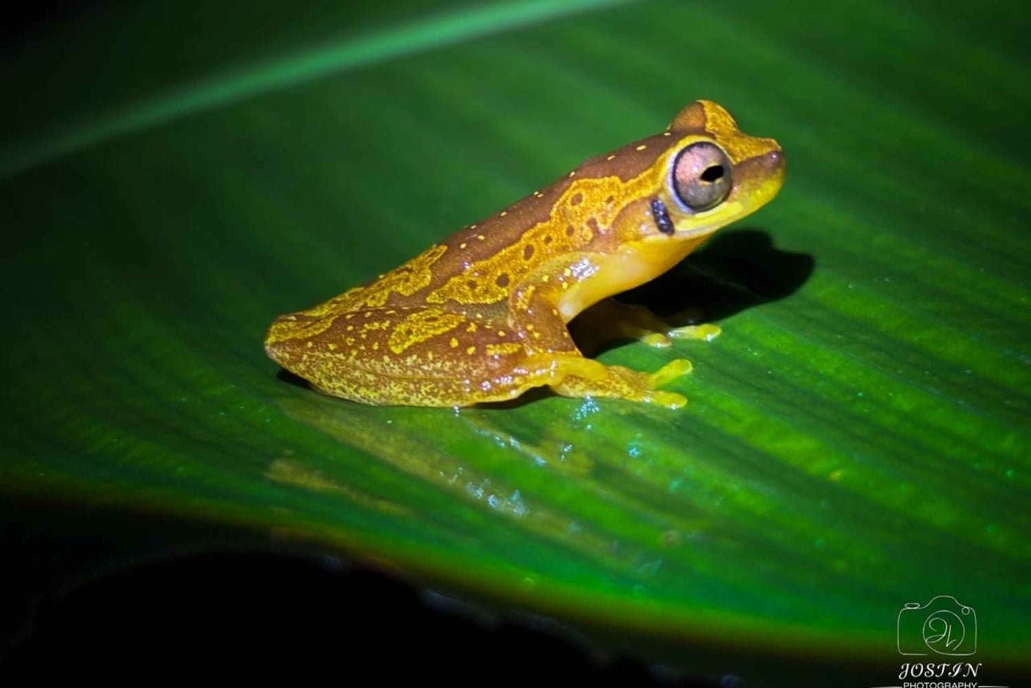 Tour Nocturno en las faldas del Volcan Tenorio