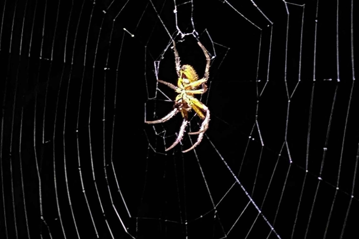 Tour Nocturno en las faldas del Volcan Tenorio
