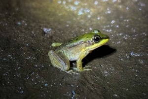Tour Nocturno en las faldas del Volcan Tenorio