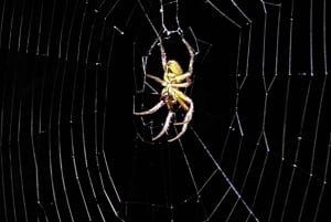 Tour Nocturno en las faldas del Volcan Tenorio