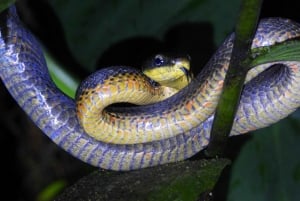 Tour Nocturno en las faldas del Volcan Tenorio