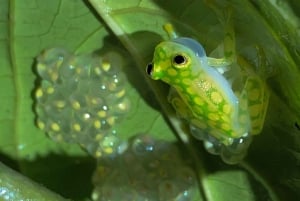 Tour Nocturno en las faldas del Volcan Tenorio