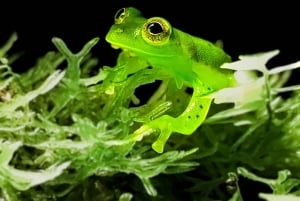 Tour Nocturno en las faldas del Volcan Tenorio