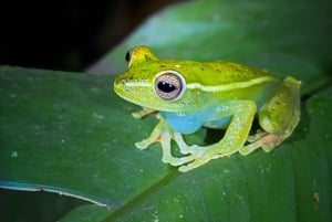 Tour Nocturno en las faldas del Volcan Tenorio
