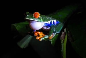 Tour Nocturno en las faldas del Volcan Tenorio