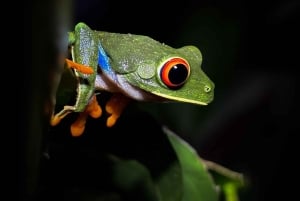 Tour Nocturno en las faldas del Volcan Tenorio