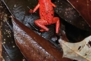 熱帯雨林ナイトツアー（ガイド付き）：ラ・フォルトゥナ