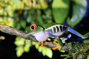 熱帯雨林ナイトツアー（ガイド付き）：ラ・フォルトゥナ