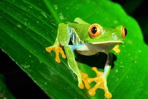 熱帯雨林ナイトツアー（ガイド付き）：ラ・フォルトゥナ