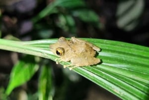 熱帯雨林ナイトツアー（ガイド付き）：ラ・フォルトゥナ