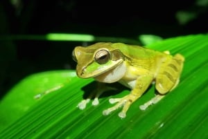 熱帯雨林ナイトツアー（ガイド付き）：ラ・フォルトゥナ
