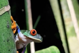 熱帯雨林ナイトツアー（ガイド付き）：ラ・フォルトゥナ
