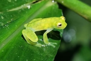 熱帯雨林ナイトツアー（ガイド付き）：ラ・フォルトゥナ