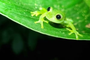 熱帯雨林ナイトツアー（ガイド付き）：ラ・フォルトゥナ
