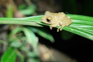 熱帯雨林ナイトツアー（ガイド付き）：ラ・フォルトゥナ