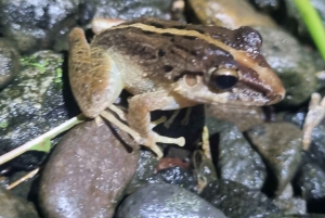 熱帯雨林ナイトツアー（ガイド付き）：ラ・フォルトゥナ