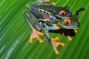 熱帯雨林ナイトツアー（ガイド付き）：ラ・フォルトゥナ