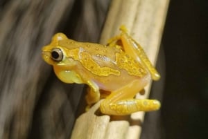 熱帯雨林ナイトツアー（ガイド付き）：ラ・フォルトゥナ