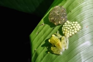 熱帯雨林ナイトツアー（ガイド付き）：ラ・フォルトゥナ