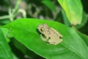 熱帯雨林ナイトツアー（ガイド付き）：ラ・フォルトゥナ