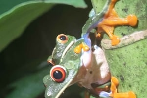 熱帯雨林ナイトツアー（ガイド付き）：ラ・フォルトゥナ